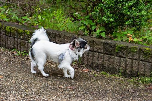 愛らしい表情のチワワ ちわわ,チワワ,犬の写真素材
