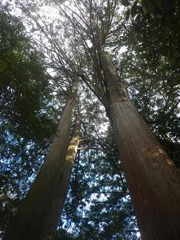 天に向かって伸びる二本の木 天に向かって伸びる二本の木 自然,森林,巨木の写真素材