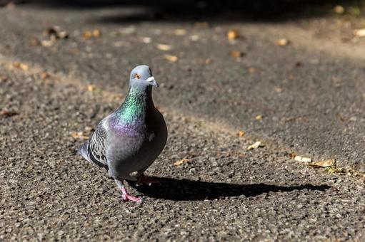 運動公園の鳩1（豊橋市） ドバト,鳩,鳥類の写真素材