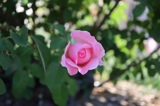 バラ園にてピンクの薔薇を撮影しました バラ園にてピンクの薔薇を撮影しましたの写真