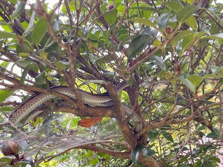 木の枝を這う「ヘビ」：イメージ素材 ヘビ,木,枝の写真素材