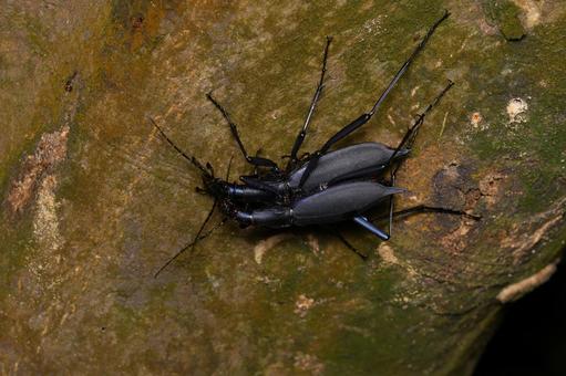 マイマイカブリの写真