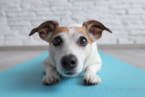 ヨガマットの上の犬 ヨガマットの上の犬の写真