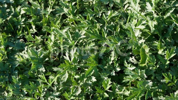 ヨモギの群落 ヨモギ,野草,草原の写真素材