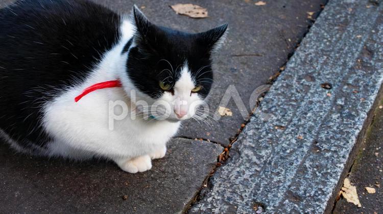 階段の守り手、静かなる眼差し 階段,猫,守るの写真素材