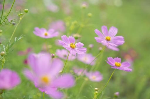 コスモスの花 コスモス,花,ピンクの写真素材
