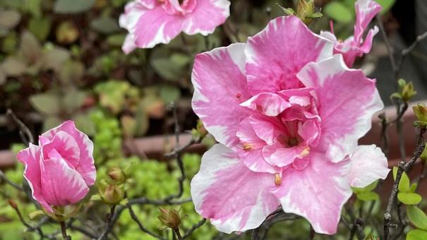 立川町の花壇① ペラルゴニウム,テンジクアオイ,ゼラニウムの写真素材