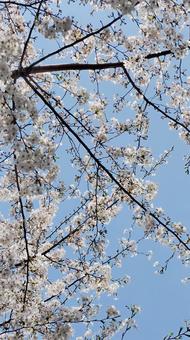 桜と青空 桜と青空の写真
