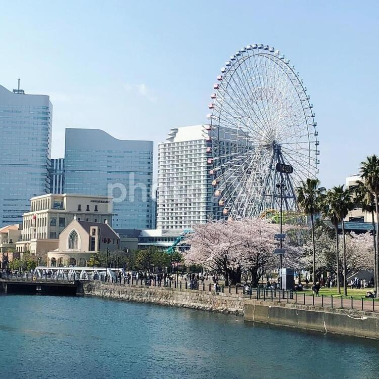 横浜みなとみらい デート,桜,横浜の写真素材
