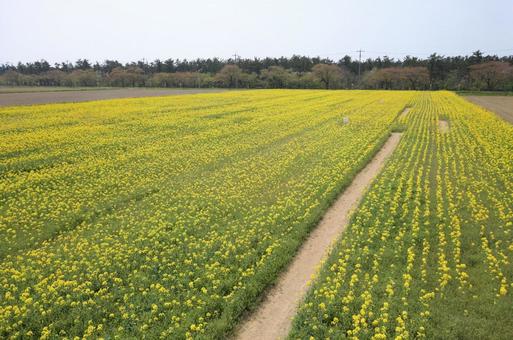 広大な菜の花畑 広大な菜の花畑の写真