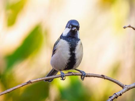 枝にとまるシジュウカラ シジュウカラ,野鳥,鳥の写真素材