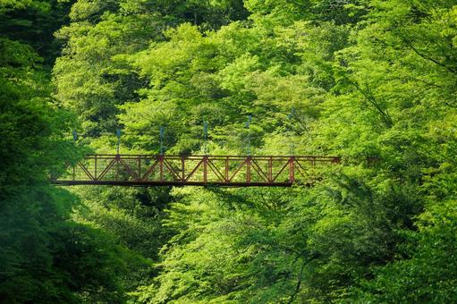新緑のべふ峡(別府峡谷の赤い吊橋) 新緑のべふ峡(別府峡谷の赤い吊橋) べふ峡,別府峡谷,新緑の写真素材