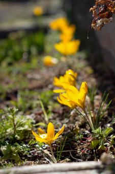 Yellow crocuses in the morning sun, JPG