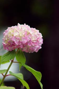 アジサイの写真