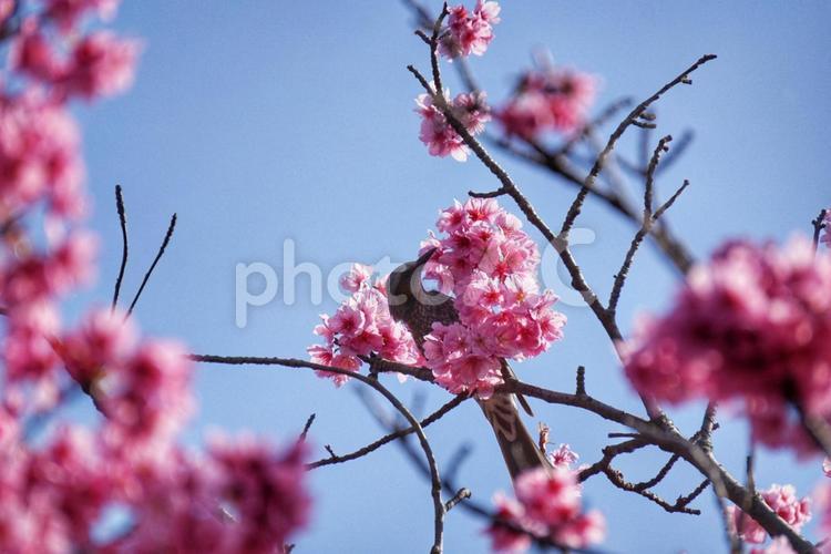 桜の蜜を吸うヒヨドリ ヒヨドリ,桜,小鳥の写真素材