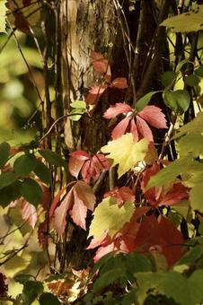 秋色の森 秋色の森 秋,秋イメージ,紅葉の写真素材