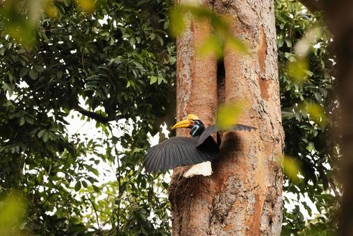 アカコブサイチョウ アカコブサイチョウ アカコブサイチョウ,野鳥,野生動物の写真素材
