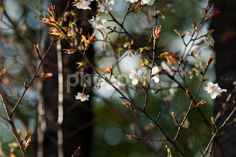 開花したソメイヨシノ 桜,ソメイヨシノ,開花の写真素材