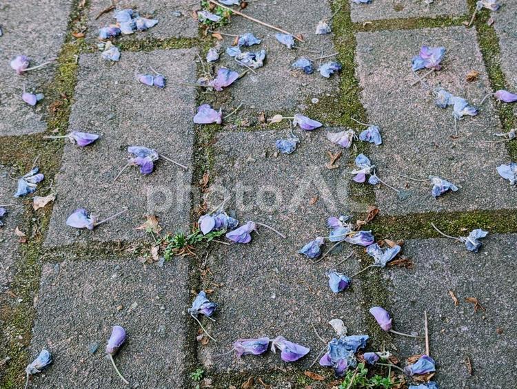 石畳に散り落ちた藤の花びら 花,藤,フジの写真素材