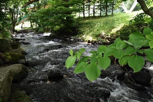 涼しげな小川の水音 涼しげな小川の水音の写真