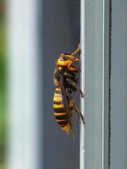 スズメバチ サッシに止まる害虫 スズメバチ,オオスズメバチ,蜂の写真素材