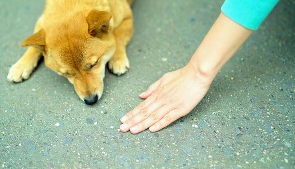 真夏、愛犬との散歩前に地面の温度を確認 真夏、愛犬との散歩前に地面の温度を確認の写真