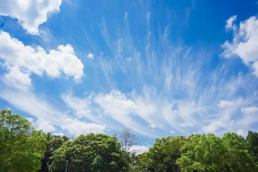 空と木 空と木の写真