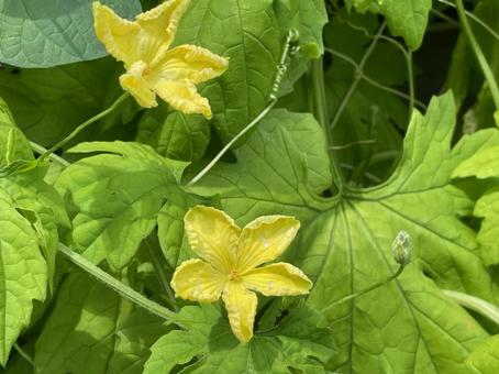 ゴーヤの花 苦瓜 ニガウリ 夏 苦み ゴーヤの花 苦瓜 ニガウリ 夏 苦み ゴーヤの花,苦瓜,ニガウリの写真素材