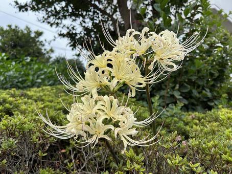 彼岸花 彼岸花の写真