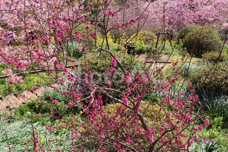 つぼみの桜 桜,河津桜,花びらの写真素材