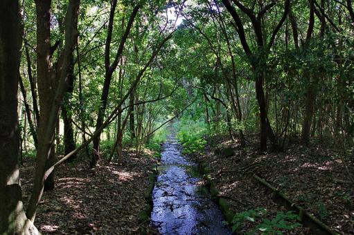 森の中の水路 森の中の水路 水路,森,林の写真素材