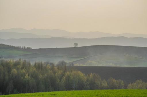 春霧に包まれた丘陵地に立つ一本の木 北海道,士別市,丘の写真素材