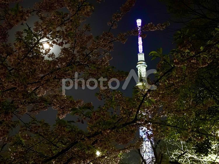 桜の季節のスカイツリー 満月,イルミネーション,4月の写真素材