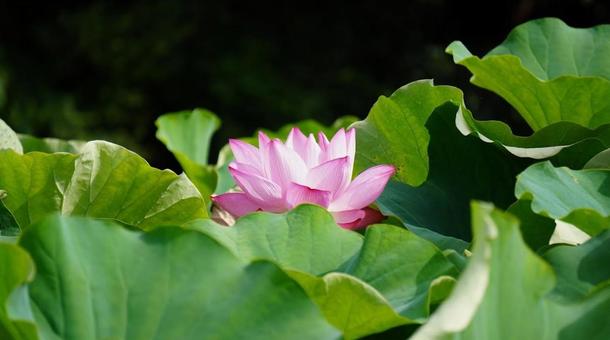 蓮の花６ 蓮の花,ハス,夏の花の写真素材