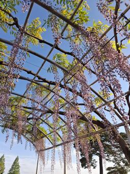藤の花 藤の花,藤棚,藤の写真素材