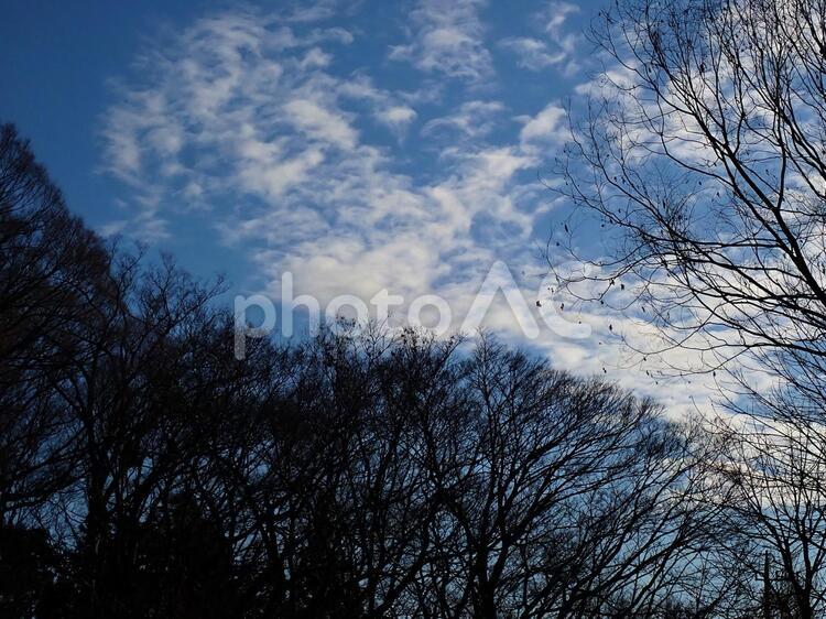 空と雲と枝と 風景,空,雲の写真素材