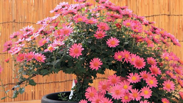 楽寿園の菊まつりにて 菊,秋,花の写真素材