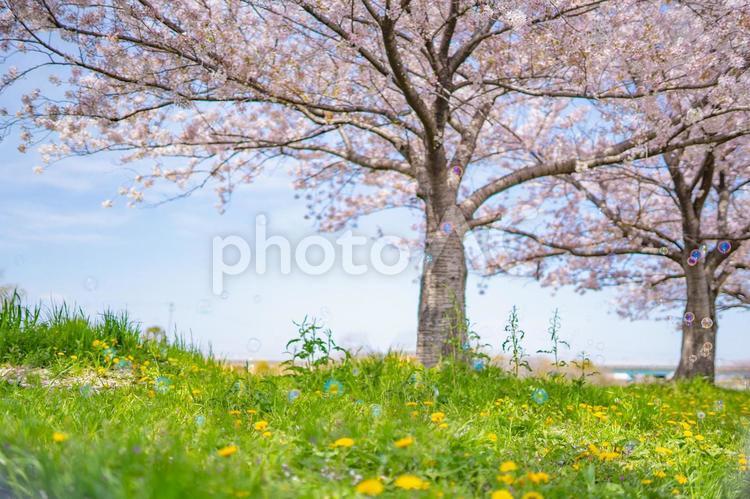 桜並木とたんぽぽとシャボン玉 桜並木,道,春の写真素材