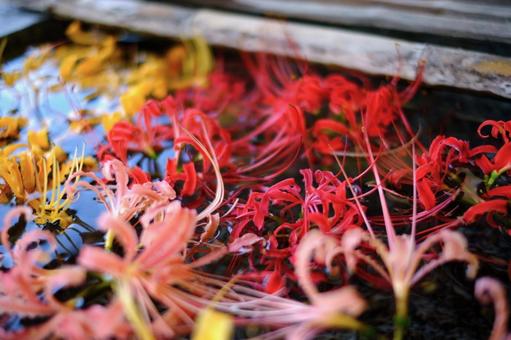 彼岸花(曼珠沙華)の花手水 彼岸花(曼珠沙華)の花手水の写真