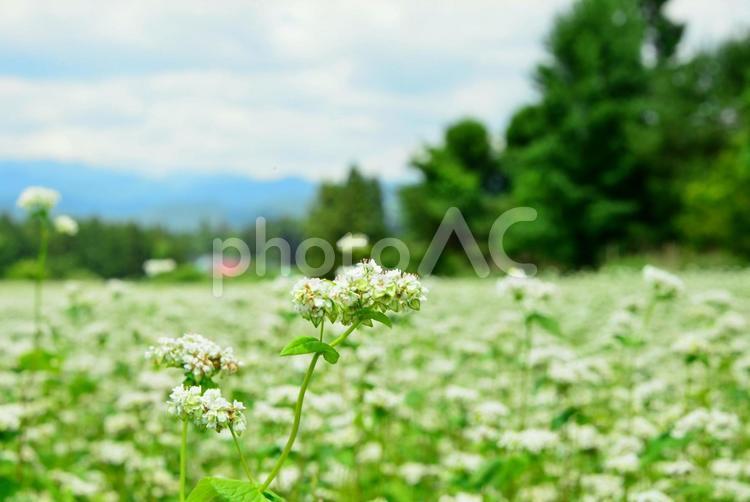 そば畑　蕎麦の花 蕎麦の花,蕎麦畑,そば畑の写真素材