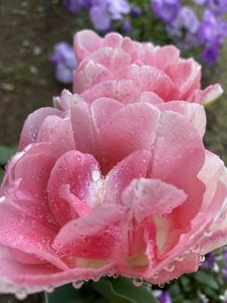 庭の満開したチューリップの写真