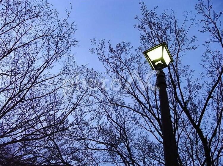 夕暮れと外灯の灯り 夕暮れ,木,枝の写真素材