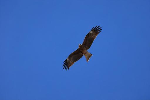 Photo, tobi, bird, wild bird, 