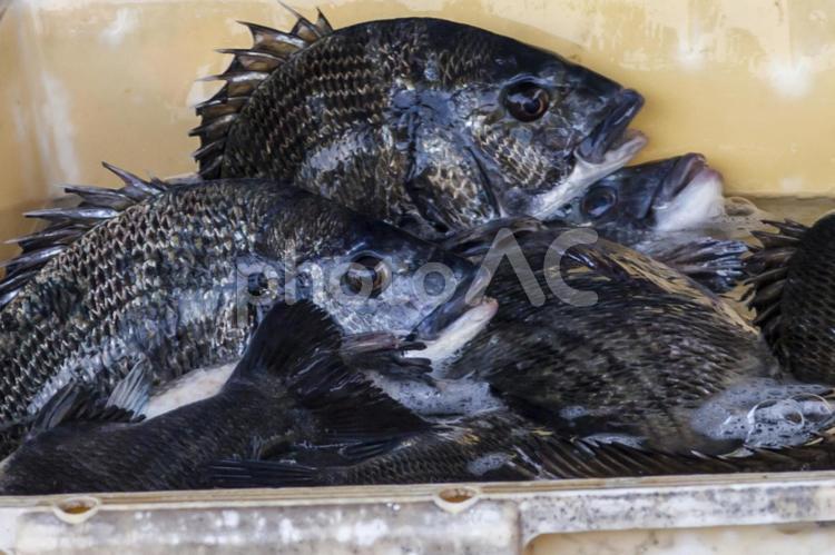 水揚げされた鮮魚5（田原市） 黒鯛,クロダイ,伊良湖の写真素材