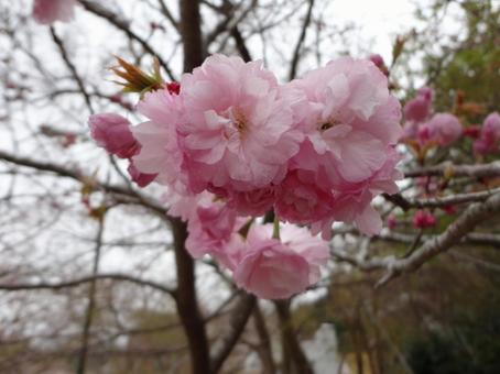 Photo, flower, pink, landscape, 