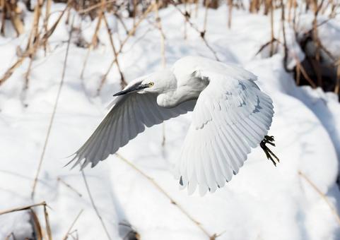 雪に白鷺 白鷺,シラサギ,コサギの写真素材
