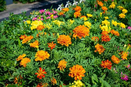 カラフルなマリーゴールド カラフルなマリーゴールド マリーゴールド,花びら,かわいいの写真素材