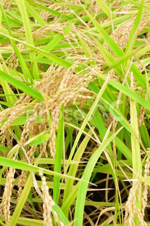 実りの秋 稲,田,田んぼの写真素材