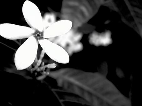 Black and white, black and white, flower, flour, JPG