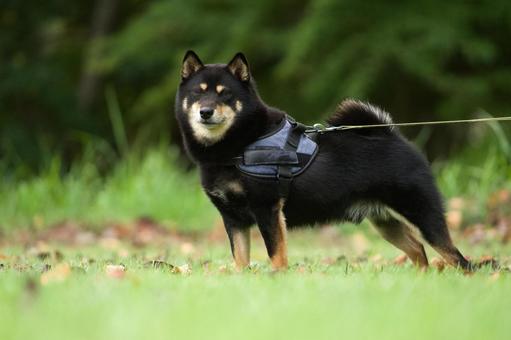 お散歩中の柴犬 お散歩中の柴犬 犬,柴犬,黒柴の写真素材